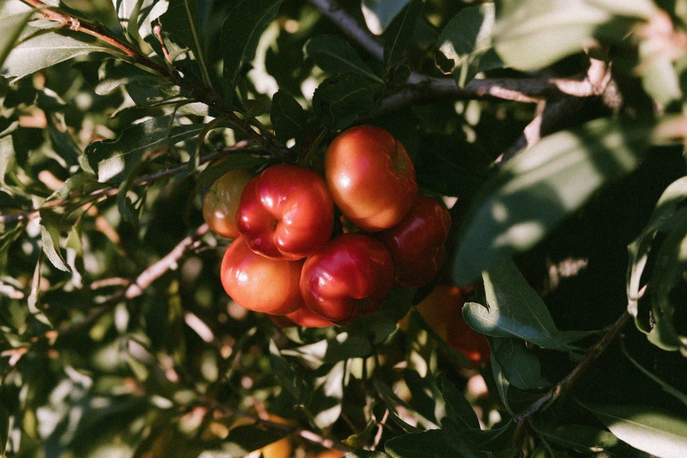 Freeze-Dried Acerola Cherry