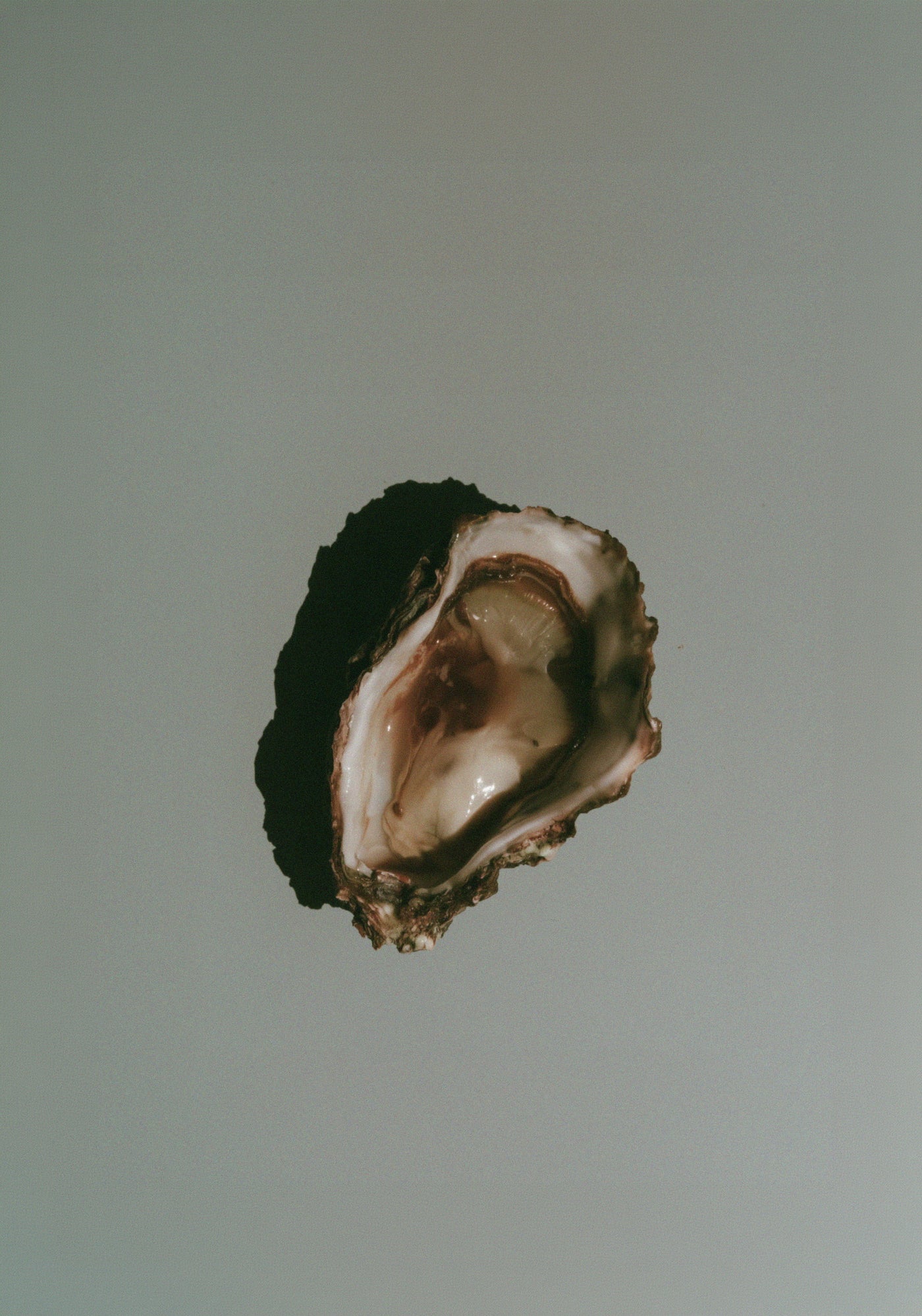 FREEZE-DRIED OYSTER MEAT